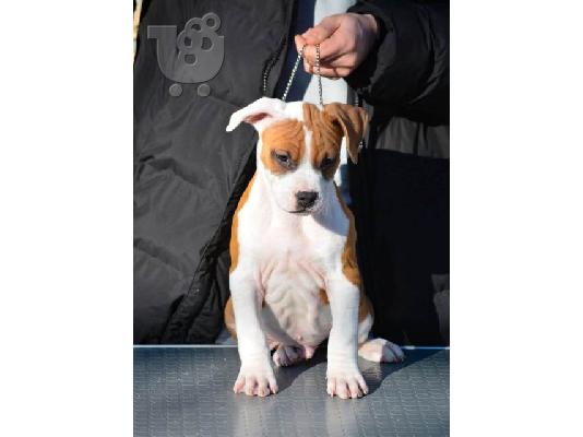Κουτάβια American Staffordshire Terrier